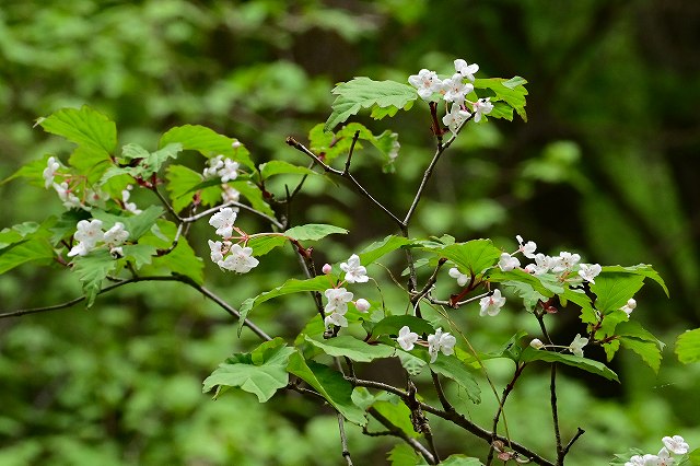 オトコヨウゾメ（ガマズミ科）｜素人植物図鑑