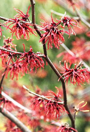 四季の山野草（アカバナマンサク）