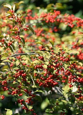 四季の山野草（ウメモドキ）
