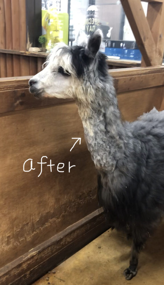 夏に向けてのアルパカさんの準備！ | 動物飼育ブログ｜動物 専門学校
