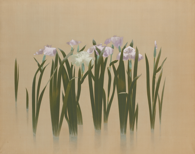 菖蒲 - 東京国立近代美術館