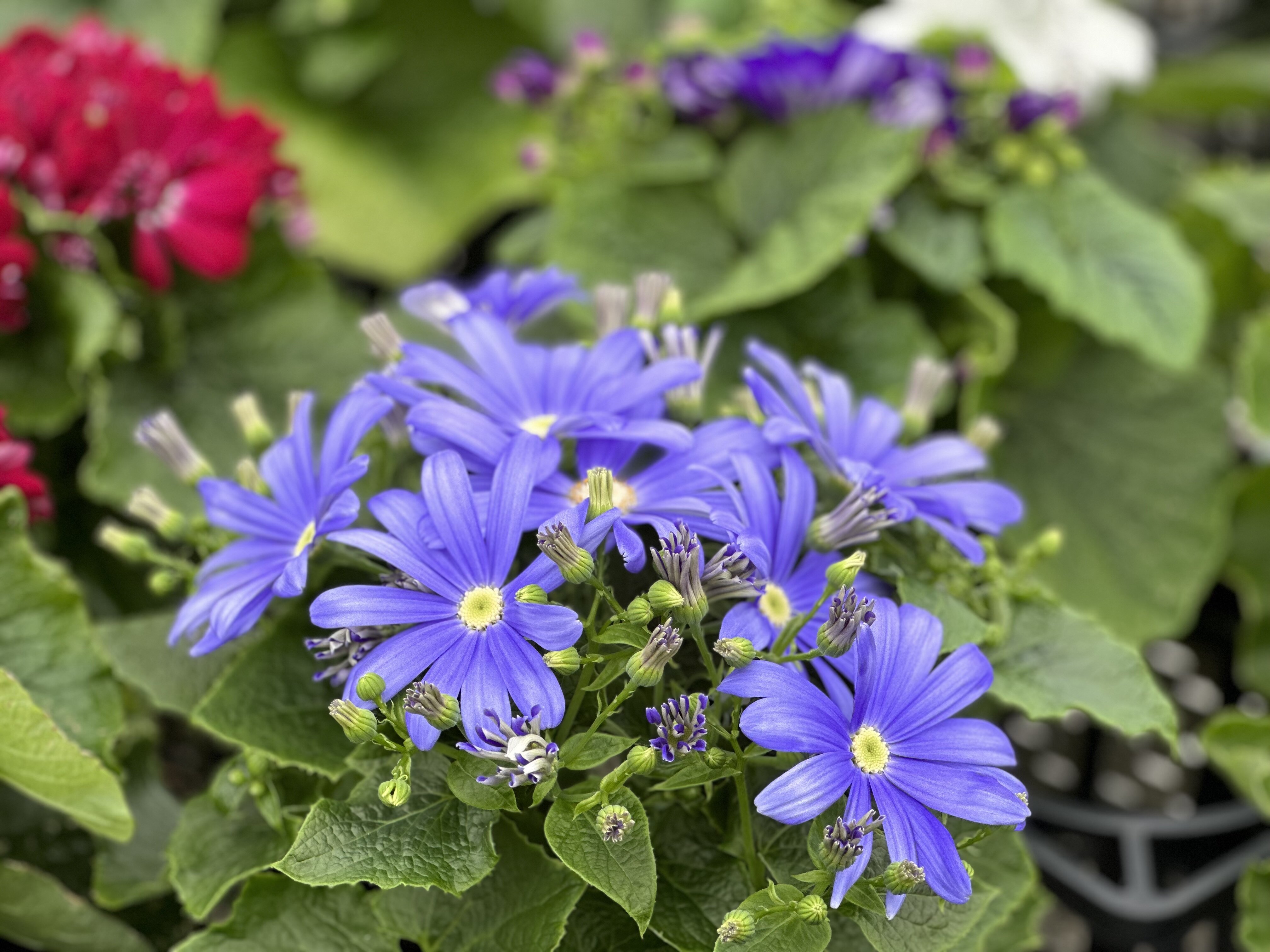 サイネリアが満開｜イベント｜新着情報｜島根県立松江農林高等学校