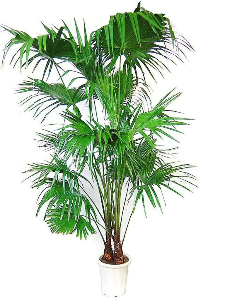 ビロウヤシ 10号サイズ エキストラ | HITOTOKI by MAKIMO PLANT