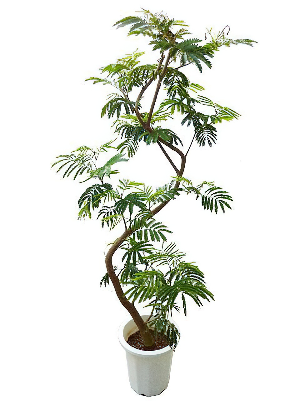 エバーフレッシュ 曲がり -Type2 【大特価】 | HITOTOKI by MAKIMO PLANT