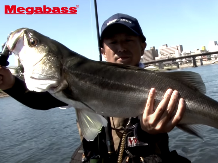 X-80 MAGNUM | Megabass-メガバス