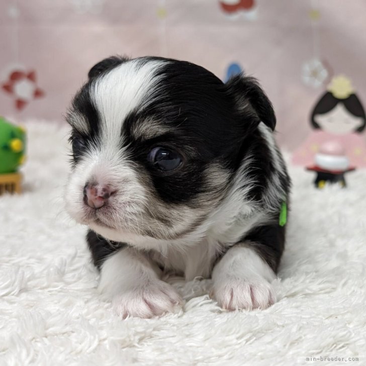 チワワ(ロング)【岐阜県・男の子・2026年1月28日・ブラックタン