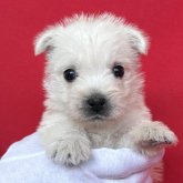 みんなの犬図鑑 - ウエストハイランドホワイトテリア