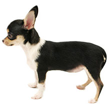 みんなの犬図鑑 - スムースコートチワワ