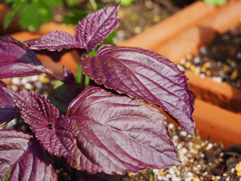 赤紫蘇のプランター栽培 種まきから収穫までの育て方 | 農家web