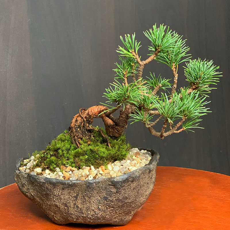 送料無料でお届けします。どっしりした重厚感【五葉松の盆栽（くらま岩