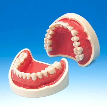 2色レジン製顎模型 [E50-各種]｜株式会社ニッシン｜歯科模型・歯科材料