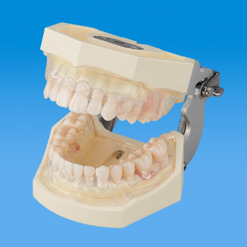 SRP実習用顎模型 [P15FE-500HPRO-S2B1-GSE]｜株式会社ニッシン｜歯科