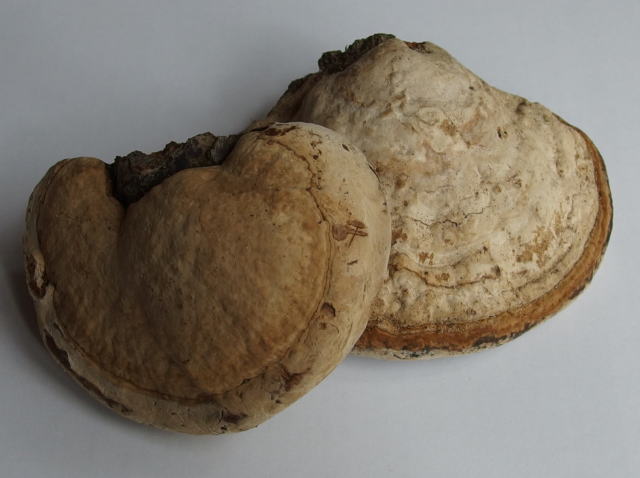 サルノコシカケ