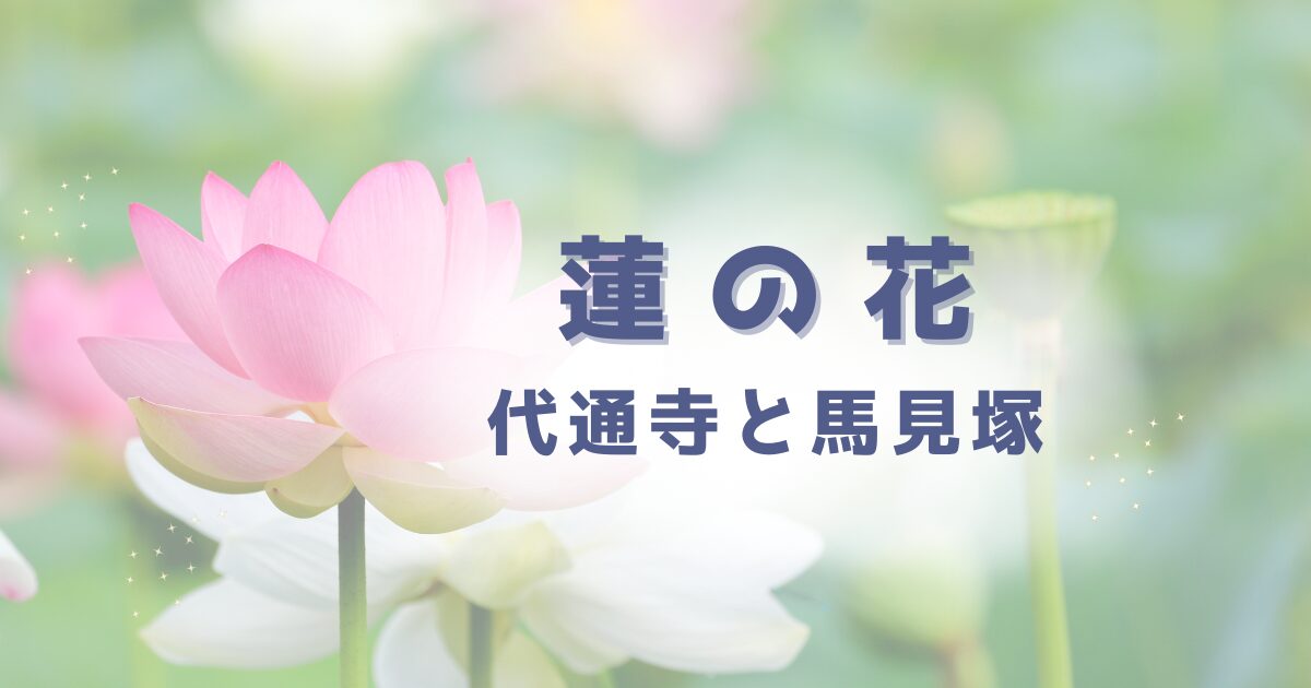 蓮の花 開花状況】富士市・代通寺＆富士宮市・馬見塚の蓮田 | ひとりごと