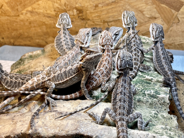 フトアゴヒゲトカゲ トカゲ図鑑