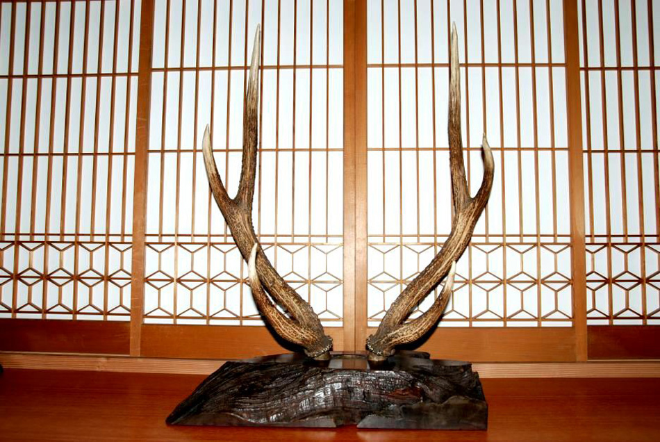 鹿角 (OI-08923)｜刀・日本刀の販売なら日本刀専門店の【銀座 誠友堂】