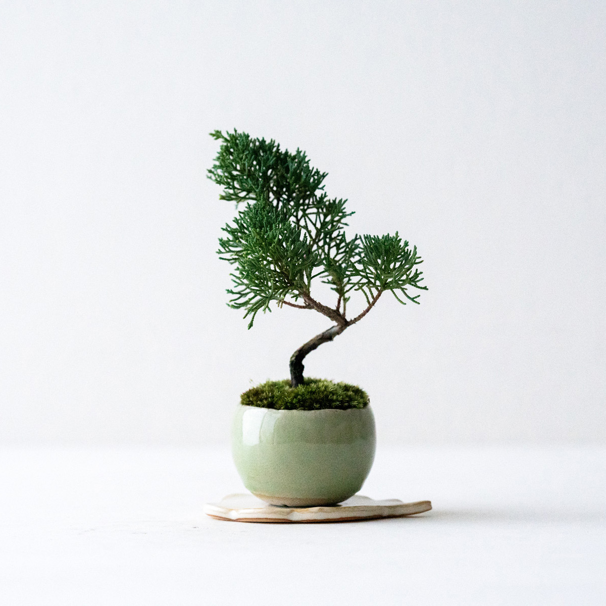 エゴノキ｜石木花図鑑｜石木花｜SEKIBOKKA｜盆栽