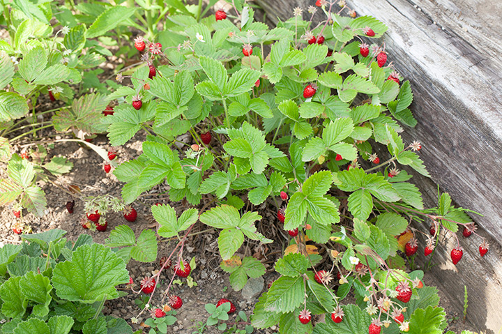 ワイルドストロベリーとは｜育て方がわかる植物図鑑｜みんなの趣味の