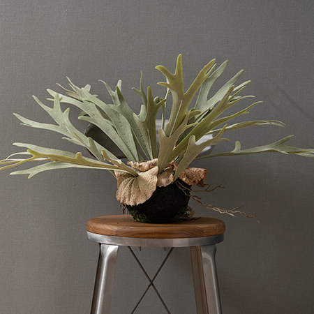 フェイクグリーン「ハンギングプランツ コウモリラン M」｜インテリア