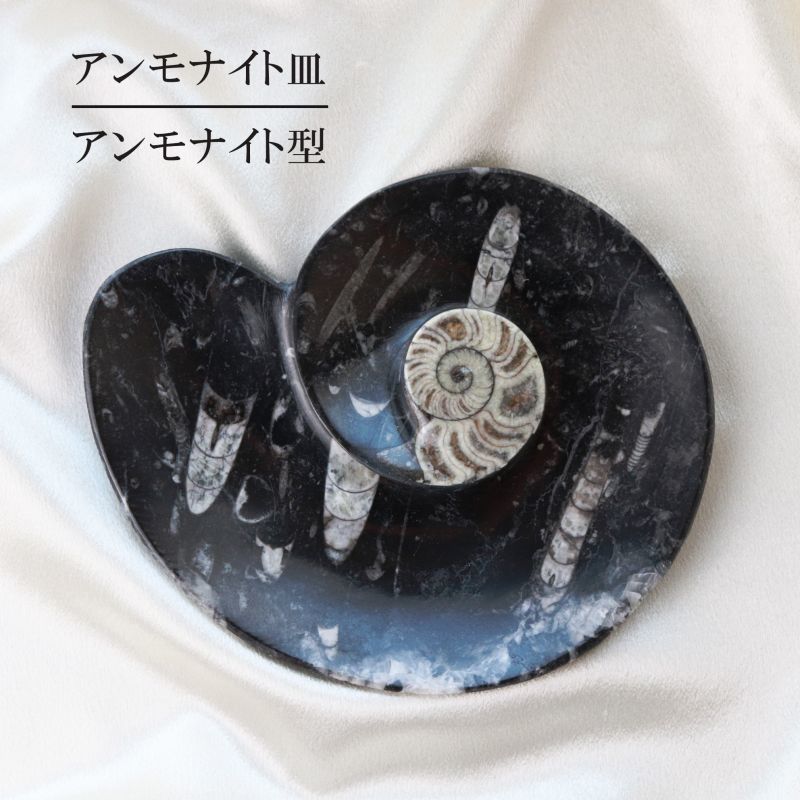 アンモナイト 皿 アンモナイト型 インテリア 化石 ディスプレイ 浄化