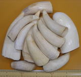 セイウチ(海象)牙/マッコウ鯨牙・骨/ミンク鯨髭・イワシクジラヒゲ