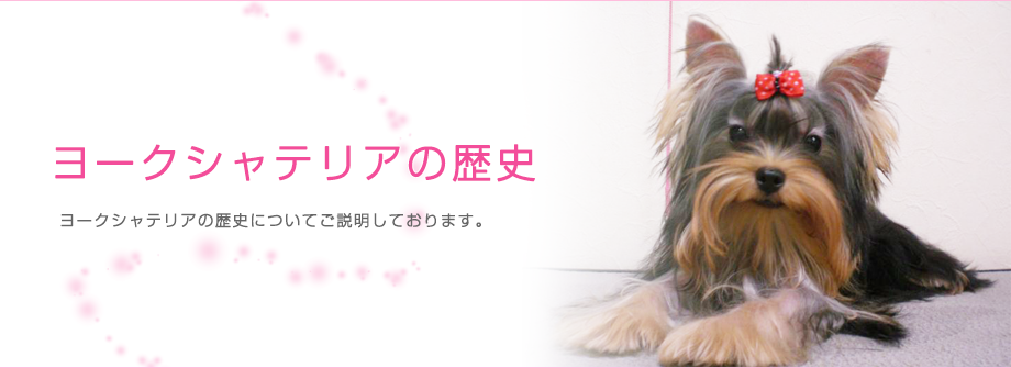 ヨークシャテリアの歴史 | 北九州市小倉のペットショップパディア
