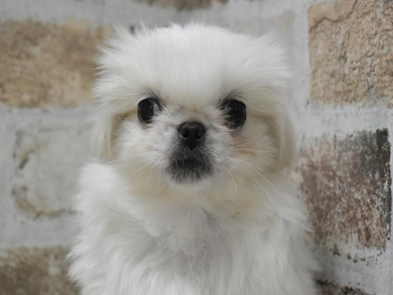 ペキニーズ(クリームホワイト)の子犬を価格や特徴で探す|ペット