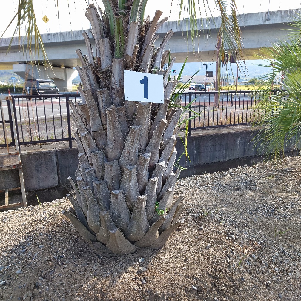 ココスヤシ1※シルバーリーフ｜Play Garden（株式会社プレイガーデン）