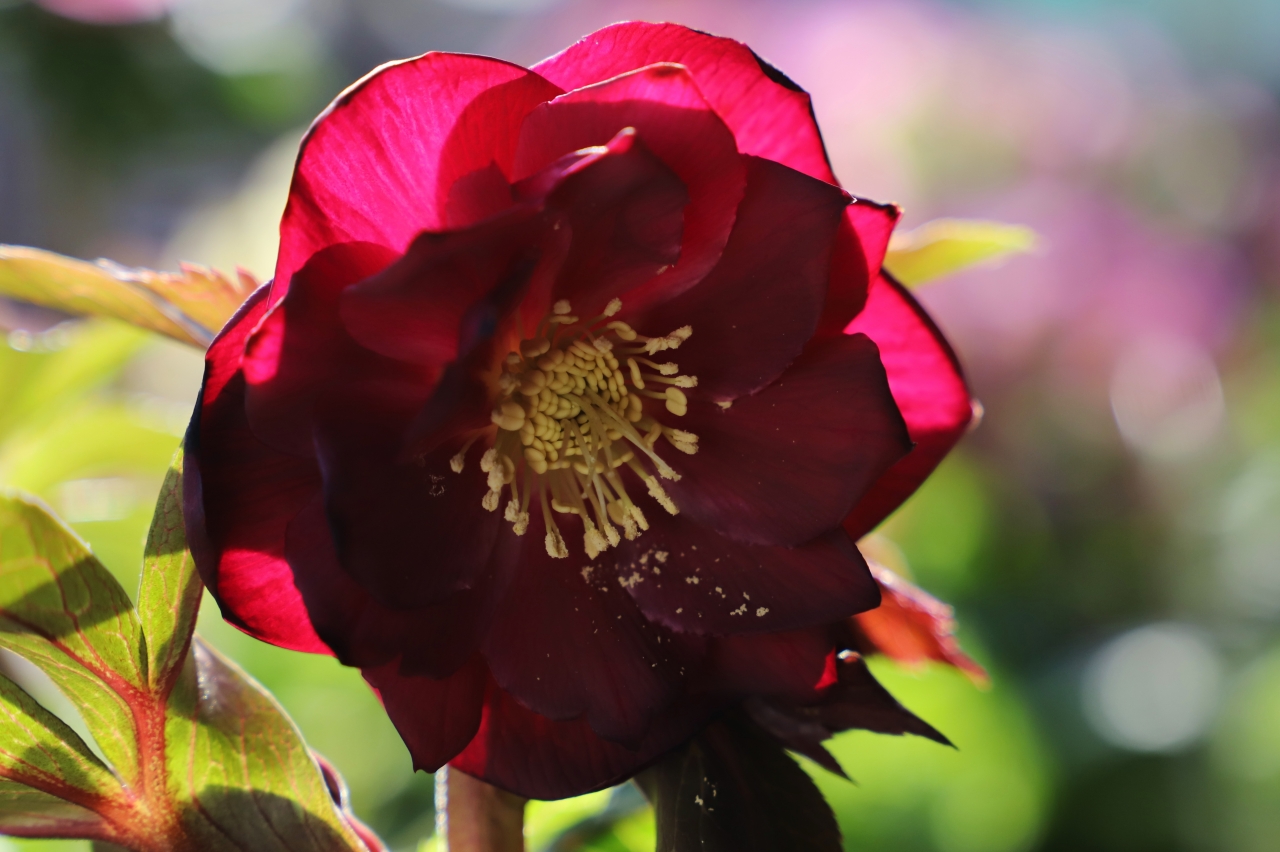 ガーデンショップのクリスマスローズ | Happy new year | ローザン