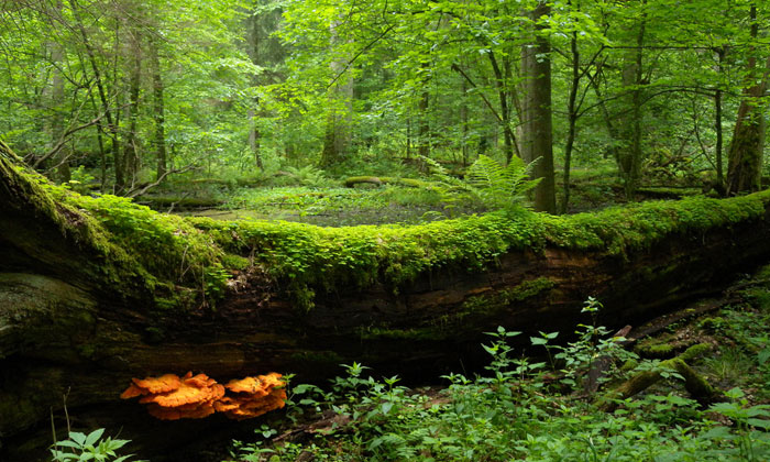 Help save Bialowieza Forest in Poland