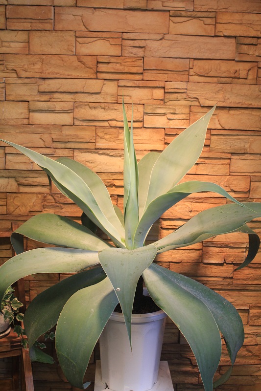 アガベ・ボーチンブルー81｜観葉植物専門店「ワールドガーデン」