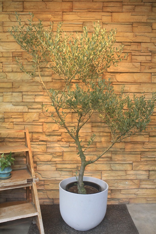 オリーブ・セントキャサリン715｜観葉植物専門店「ワールドガーデン」