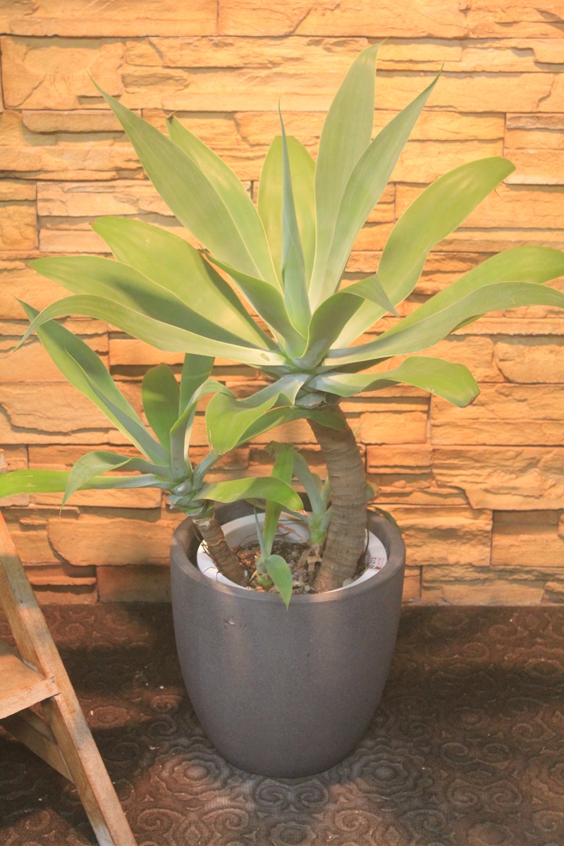 アガベ・アテナータ883｜観葉植物専門店「ワールドガーデン」