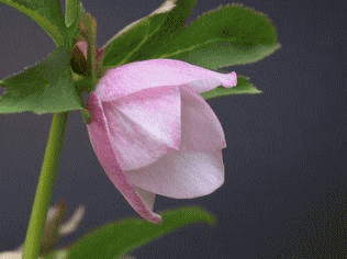 クリスマスローズの花ステージ・種・蕾・花