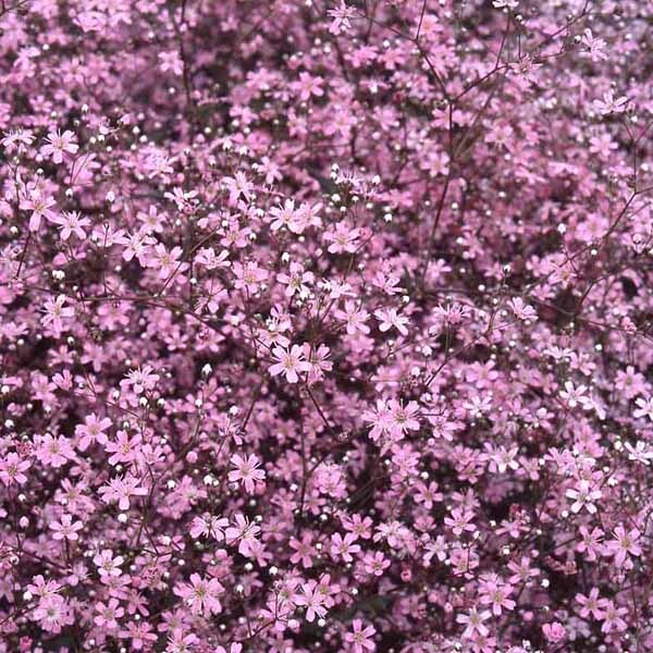 カスミソウ | 花のタネ | 株式会社トーホク