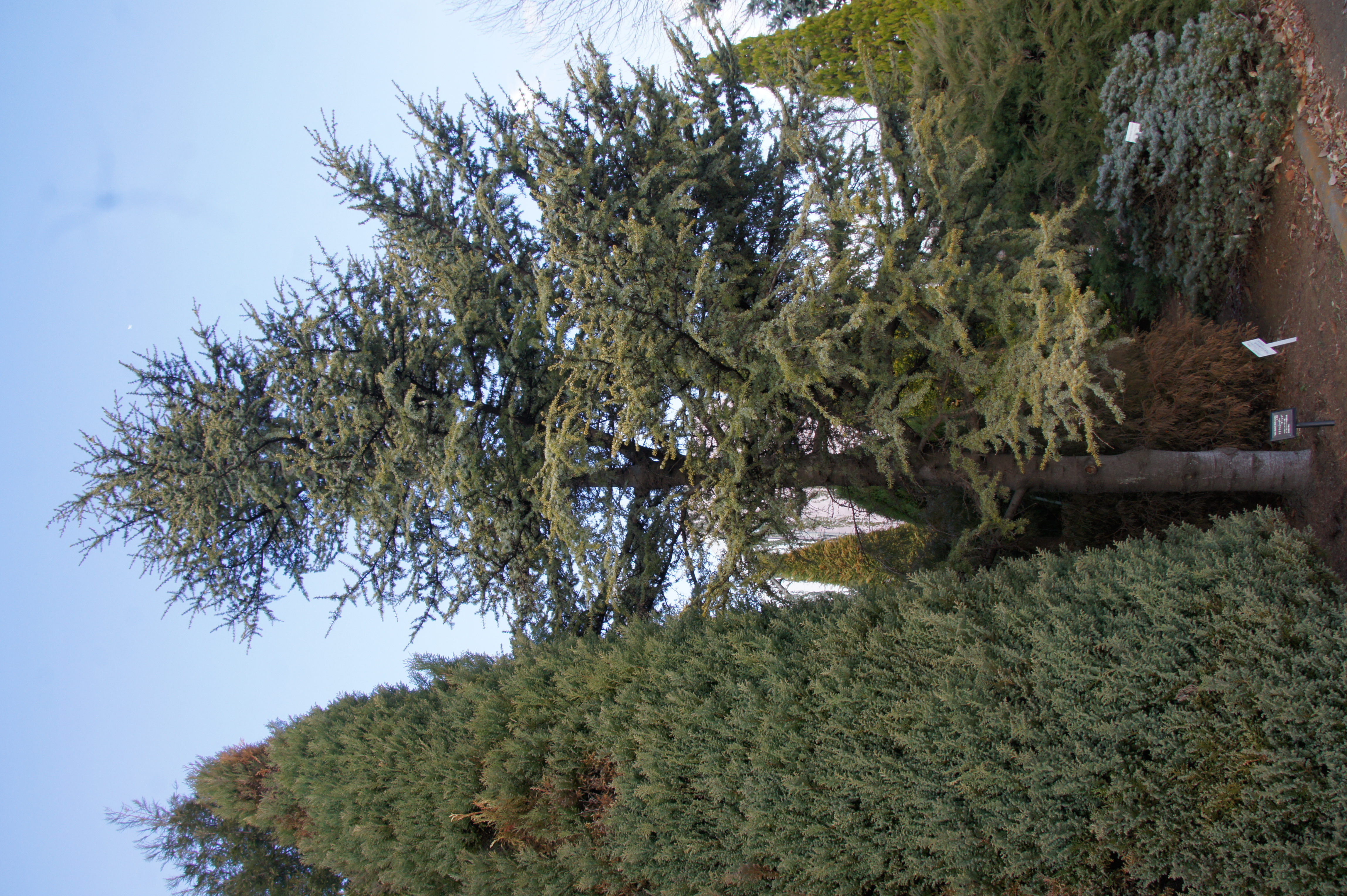 アトラスシーダー 'オーレア' - 東京都農林水産振興財団ホームページ