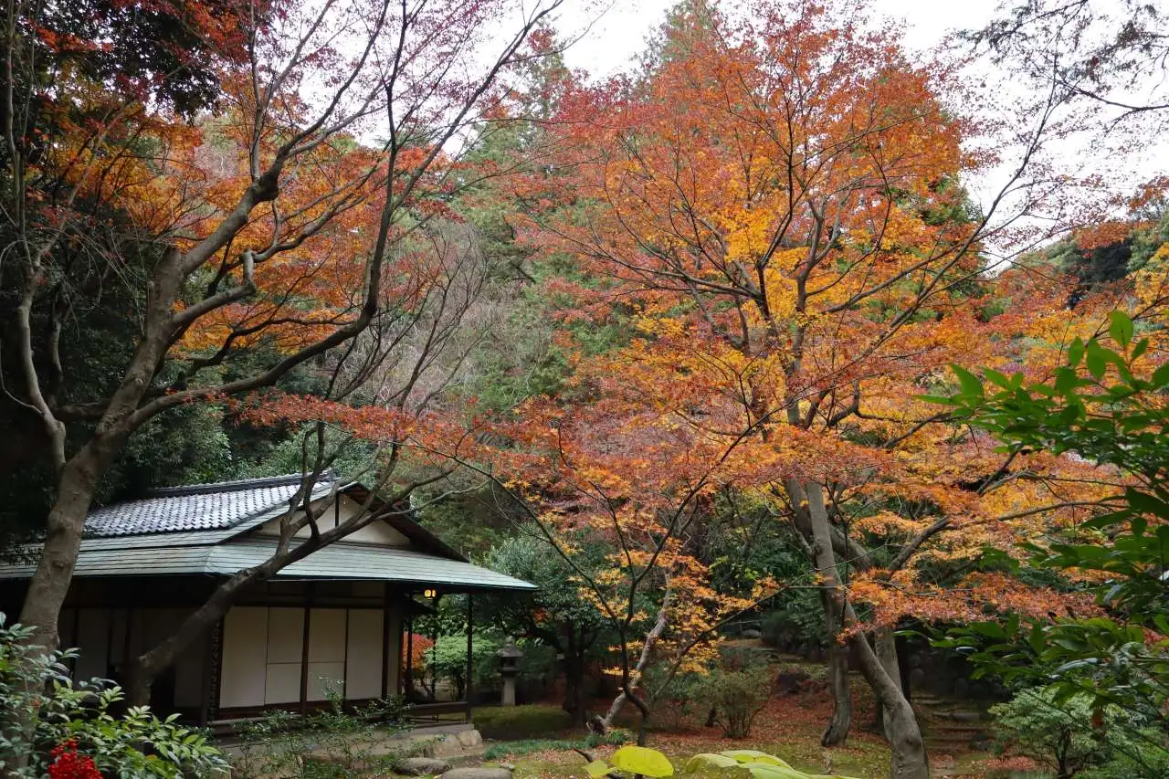 12月13日紅葉状況【モミジ紅葉 一部見頃】｜公園へ行こう！