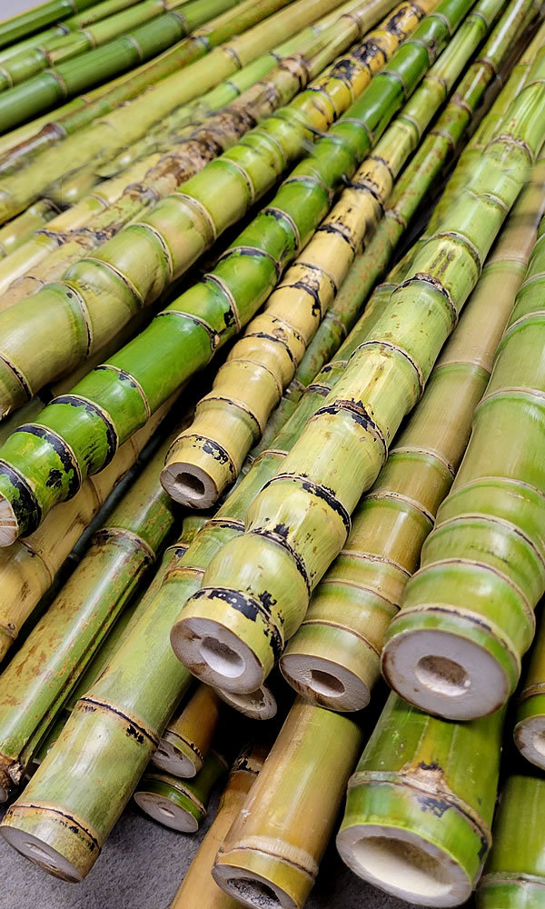 布袋竹の遍路杖 - 竹虎四代目がゆく！