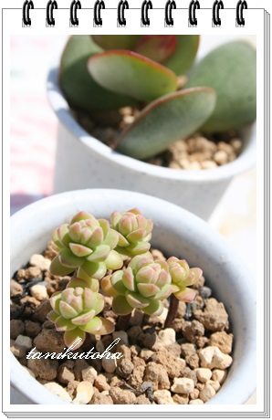 セダムの販売は多肉永遠,セダムの通販,セダムの増やし方,セダムの育て