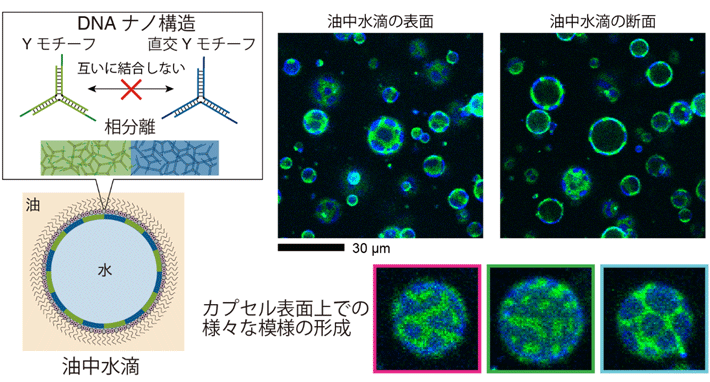 酵素反応が可能な細胞サイズの相分離DNAカプセルの構築に成功 多機能な