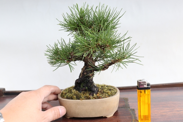 三河黒松 A1670☆松柏類 黒松 ミニ盆栽☆「送料無料」浦部陽向園