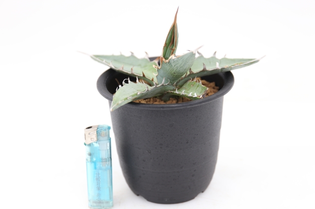 キシロナカンサ アメリカ輸入 A1342☆アガベ 多肉植物☆浦部陽向園