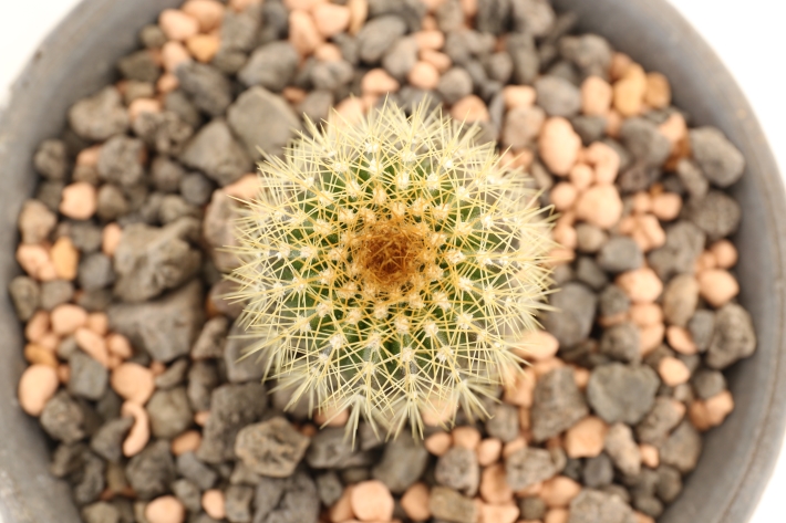 フラビスピナ 実生 A2738☆ユーベルマニア サボテン☆浦部陽向園