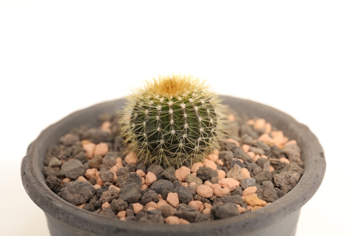 フラビスピナ 実生 A2738☆ユーベルマニア サボテン☆浦部陽向園