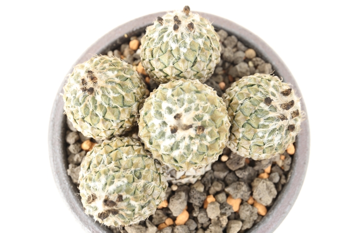 銀牡丹 実生カット群生球 A2964☆ペレキフォラ サボテン☆「送料無料
