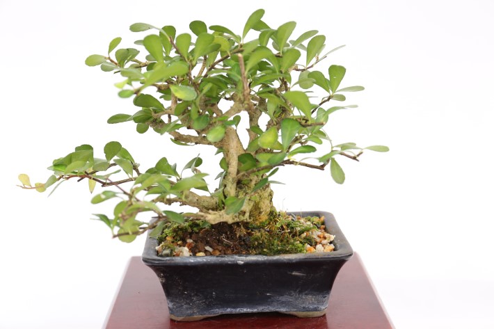 マッコウ A3442☆ハリツルマサキ 花物実物 小品盆栽☆「送料無料」浦部