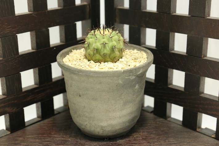 孤竜丸 実生 A3496☆コピアポア コルムナアルバ サボテン☆「送料無料
