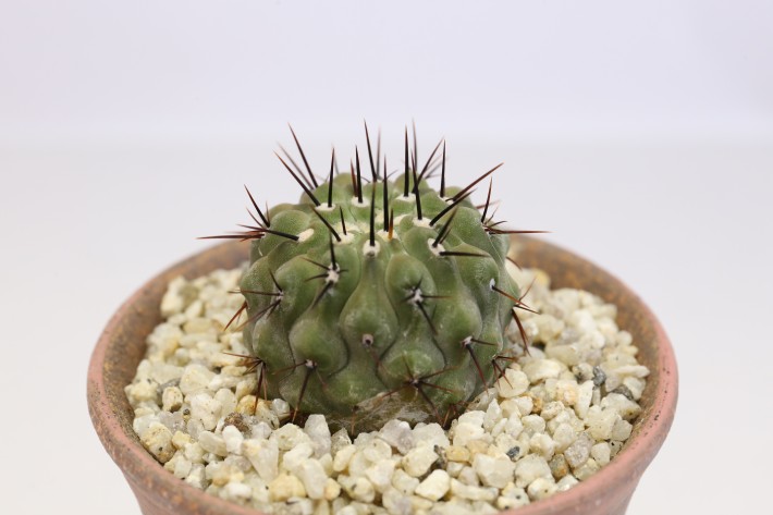 孤竜丸 実生 A3762☆コピアポア コルムナアルバ サボテン☆「送料無料