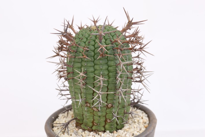 送料無料】群星冠 ユーフォルビア 輸入球カキ仔 A3789｜多肉植物｜浦部