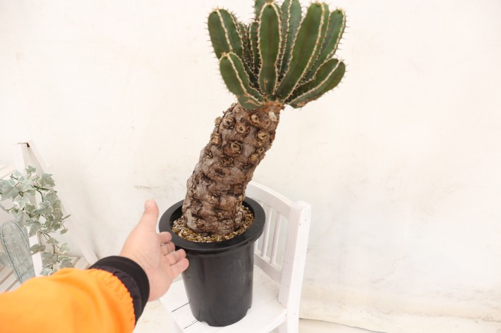 送料無料】ムランジーナ ユーフォルビア 輸入 A3828｜多肉植物 塊根